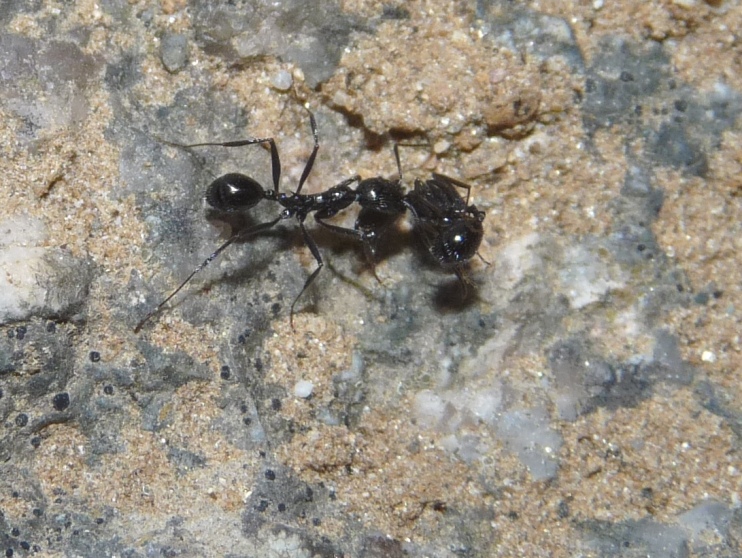 Strano comportamento Aphaenogaster